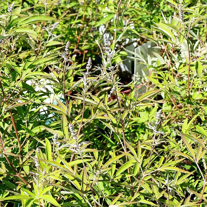 Mönchspfeffer 'Silver Spire' (Vitex agnus-castus)