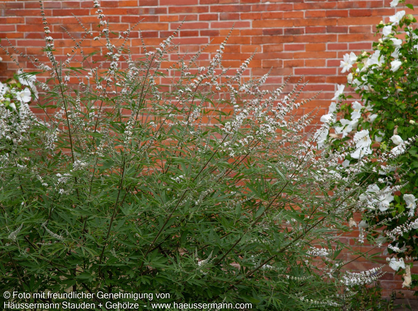 Mönchspfeffer (Vitex agnus-castus latifolia alba)