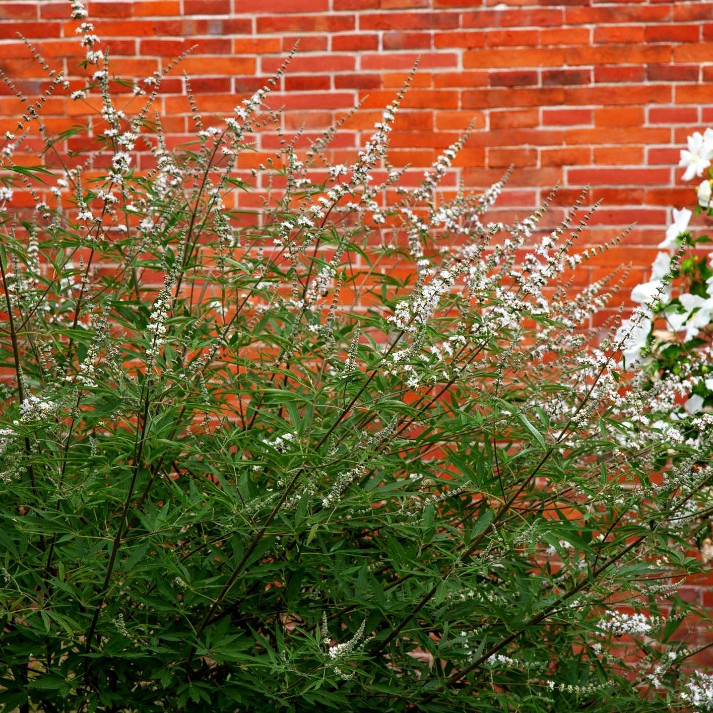 Mönchspfeffer (Vitex agnus-castus latifolia alba)