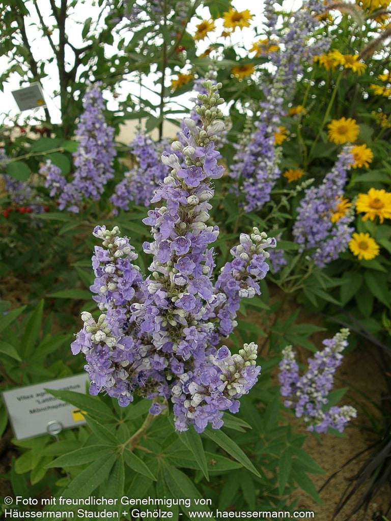 Mönchspfeffer (Vitex agnus-castus latifolia)