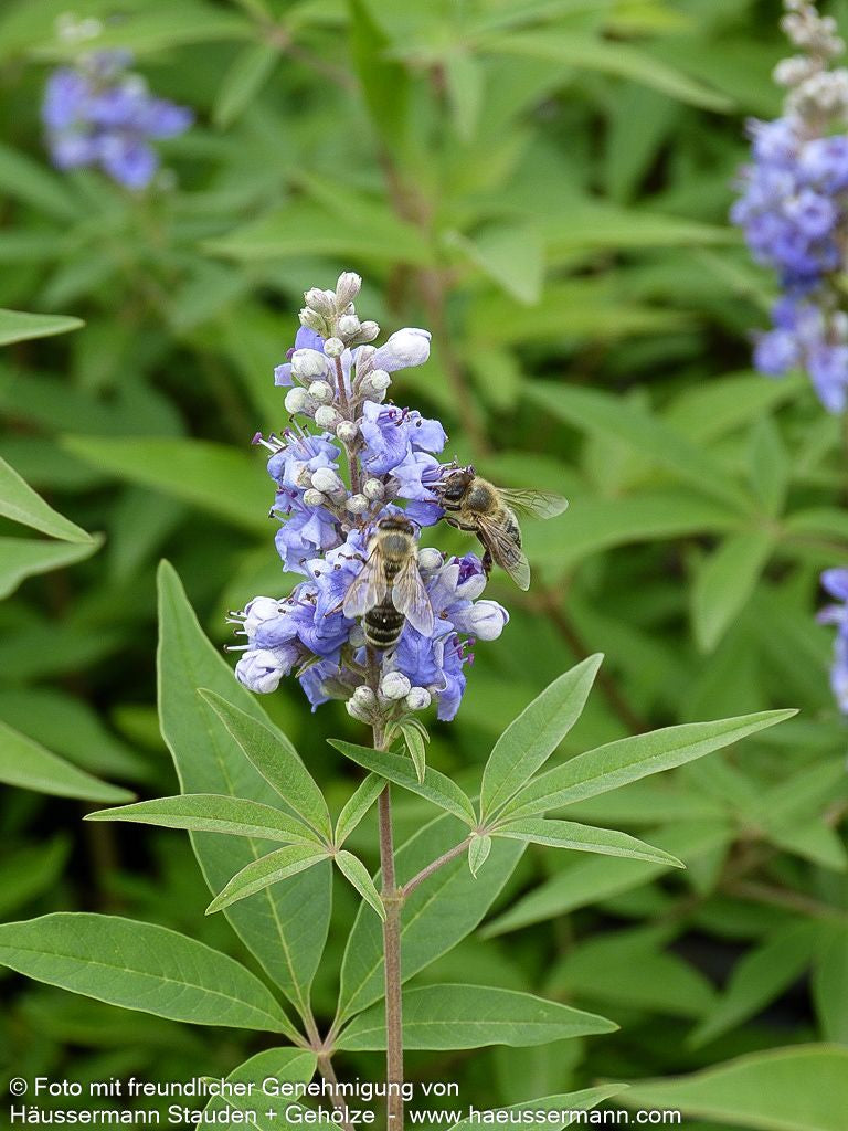 Mönchspfeffer (Vitex agnus-castus latifolia)