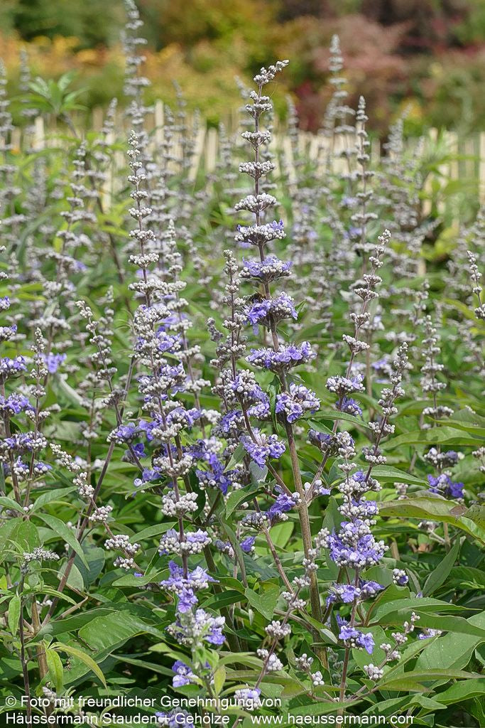 Mönchspfeffer (Vitex agnus-castus latifolia)