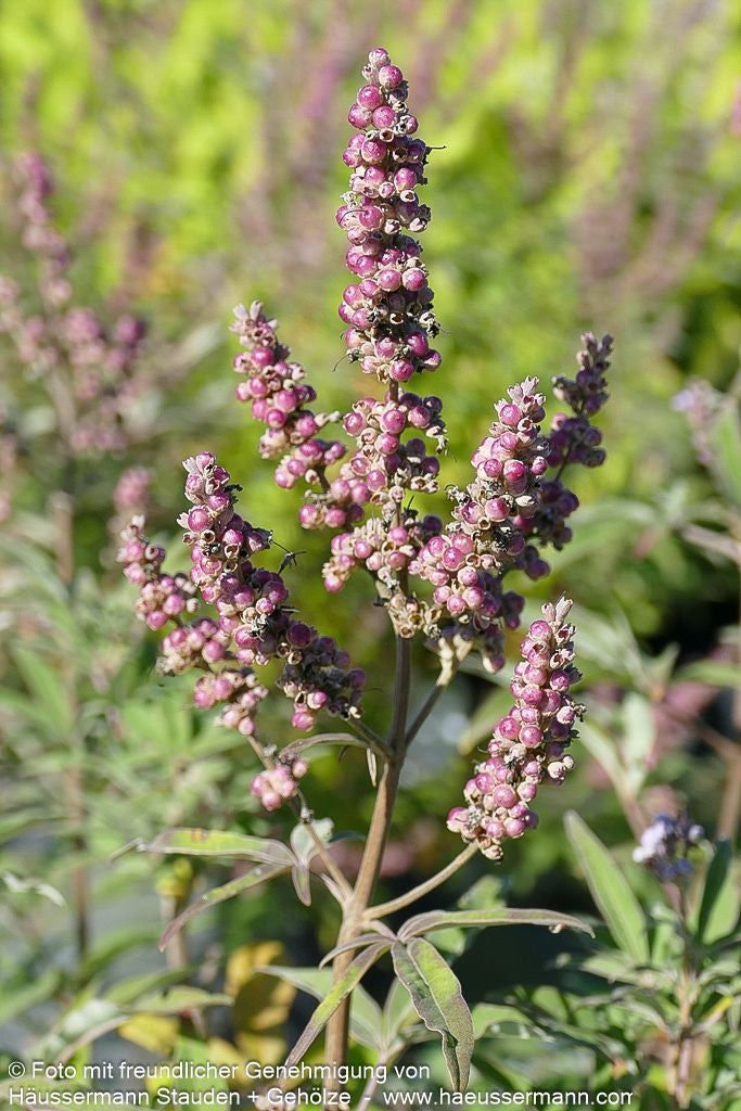 Mönchspfeffer (Vitex agnus-castus latifolia)