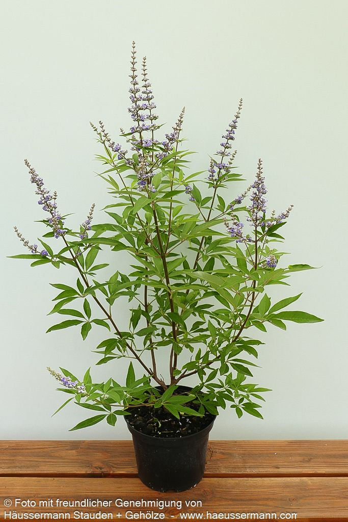 Mönchspfeffer (Vitex agnus-castus latifolia)
