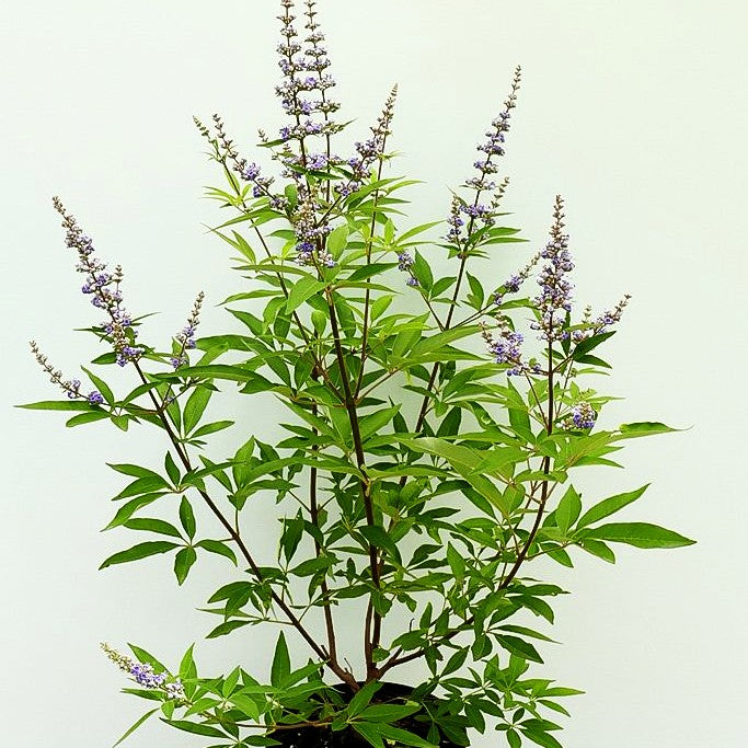 Mönchspfeffer (Vitex agnus-castus latifolia)
