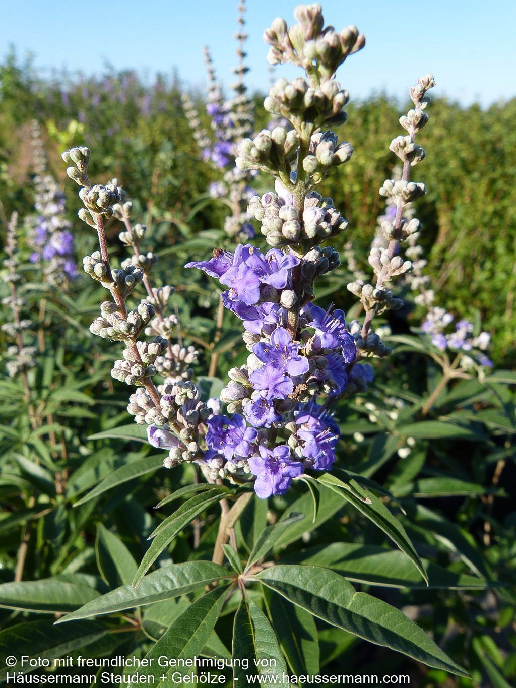 Mönchspfeffer (Vitex agnus-castus latifolia)