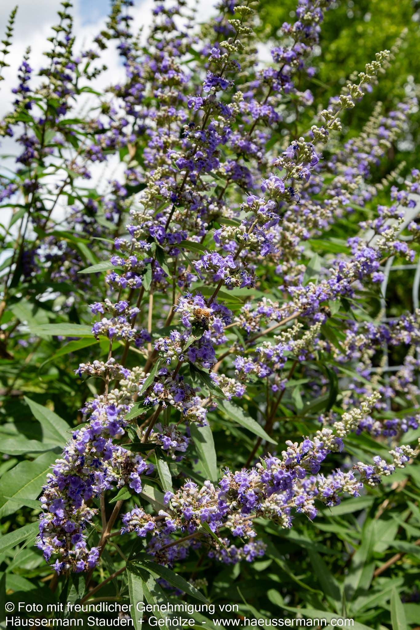 Mönchspfeffer (Vitex agnus-castus latifolia)