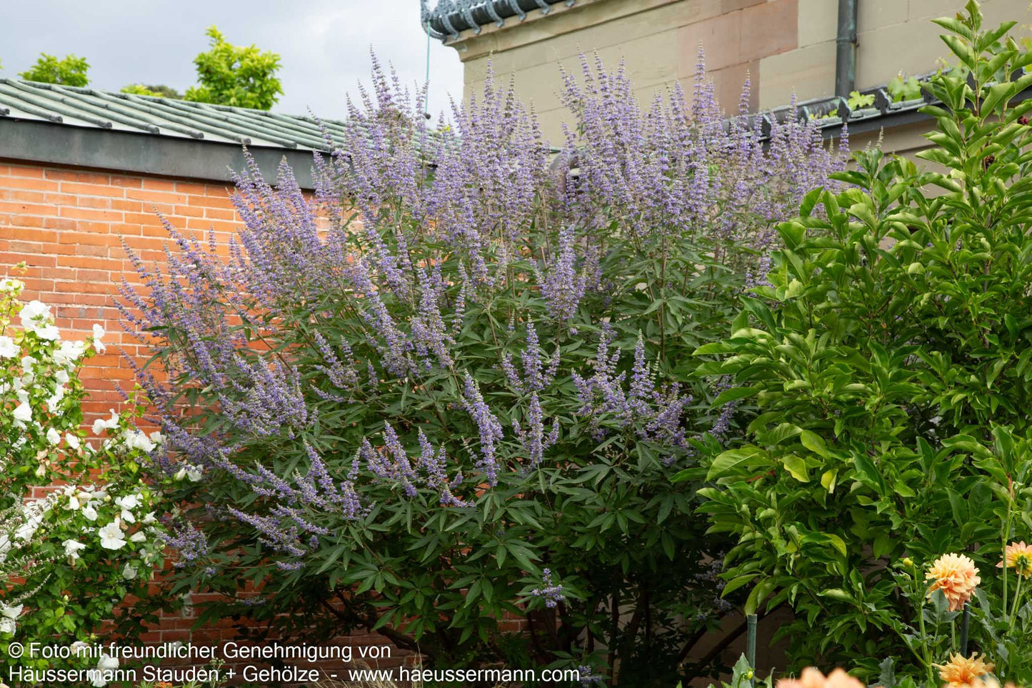 Mönchspfeffer (Vitex agnus-castus latifolia)