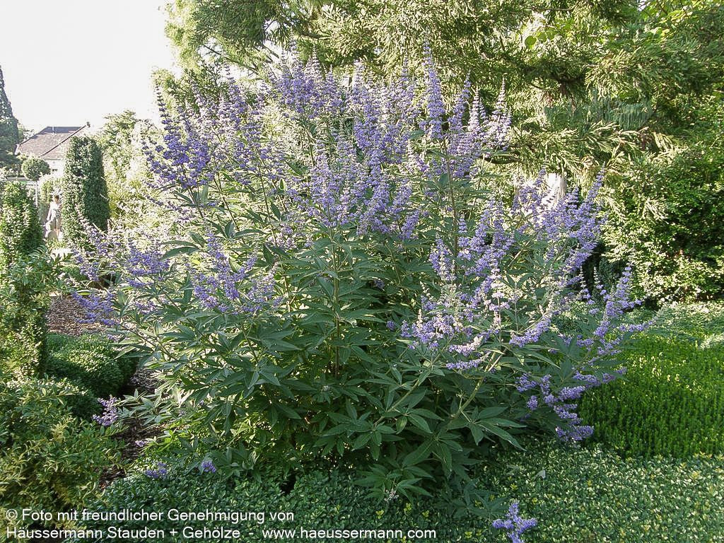 Mönchspfeffer (Vitex agnus-castus latifolia)