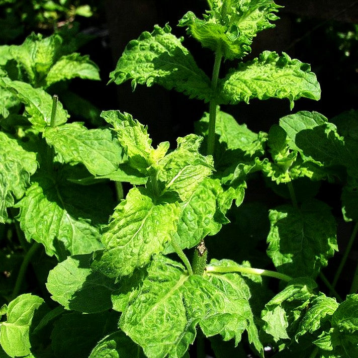 Mojito-Minze 'Nemorosa' (Mentha x cult.)