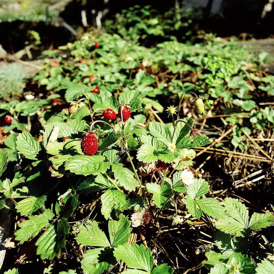 Monats-Erdbeere 'Rügen' (Fragaria vesca var.semperfl.)