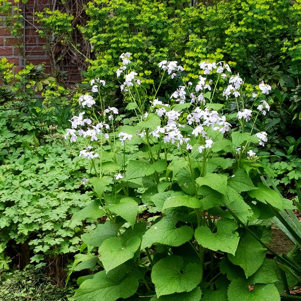 Mondviole (Lunaria rediviva)