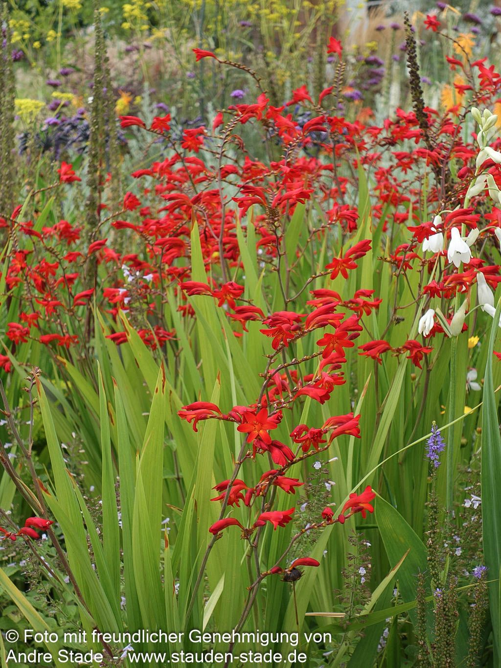 Montbretie 'Emberglow' (Crocosmia x crocosmiiflora)