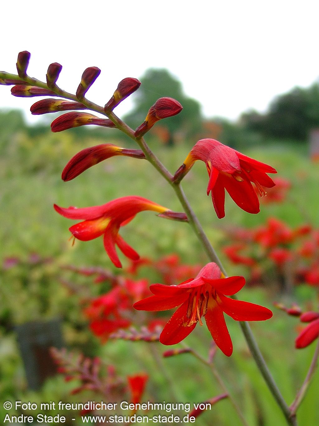 Montbretie 'Emberglow' (Crocosmia x crocosmiiflora)
