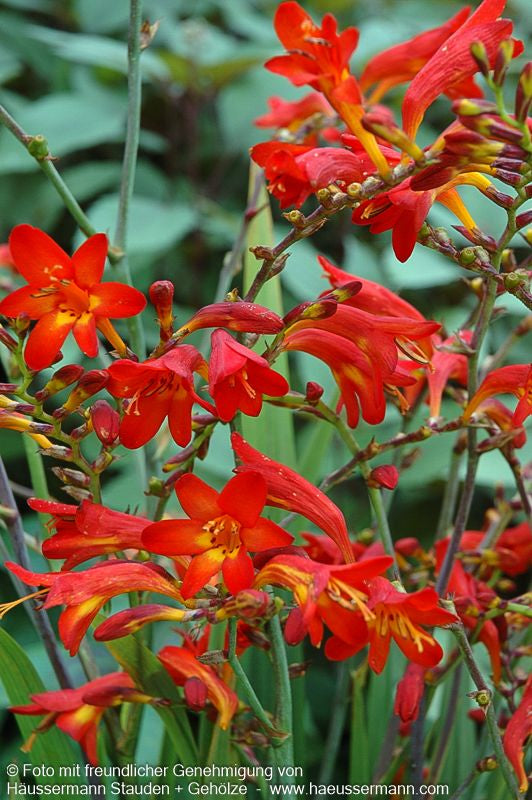 Montbretie 'Emberglow' (Crocosmia x crocosmiiflora)