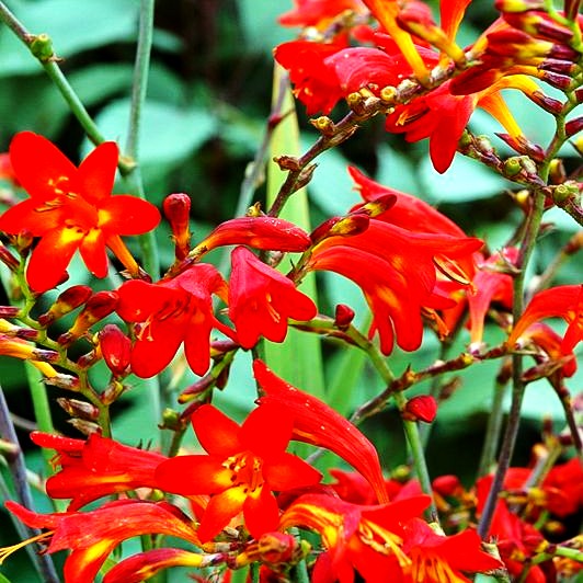Montbretie 'Emberglow' (Crocosmia x crocosmiiflora)