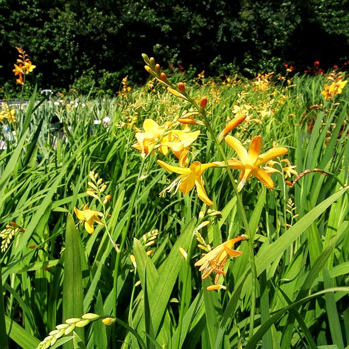 Montbretie 'George Davidson' (Crocosmia x crocosmiifl.)