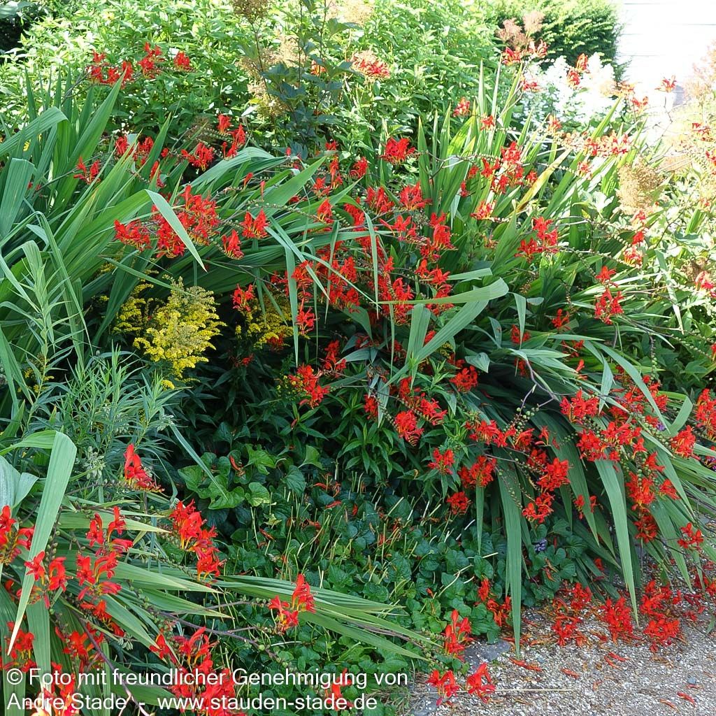 Montbretie 'Lucifer' (Crocosmia x crocosmiiflora)