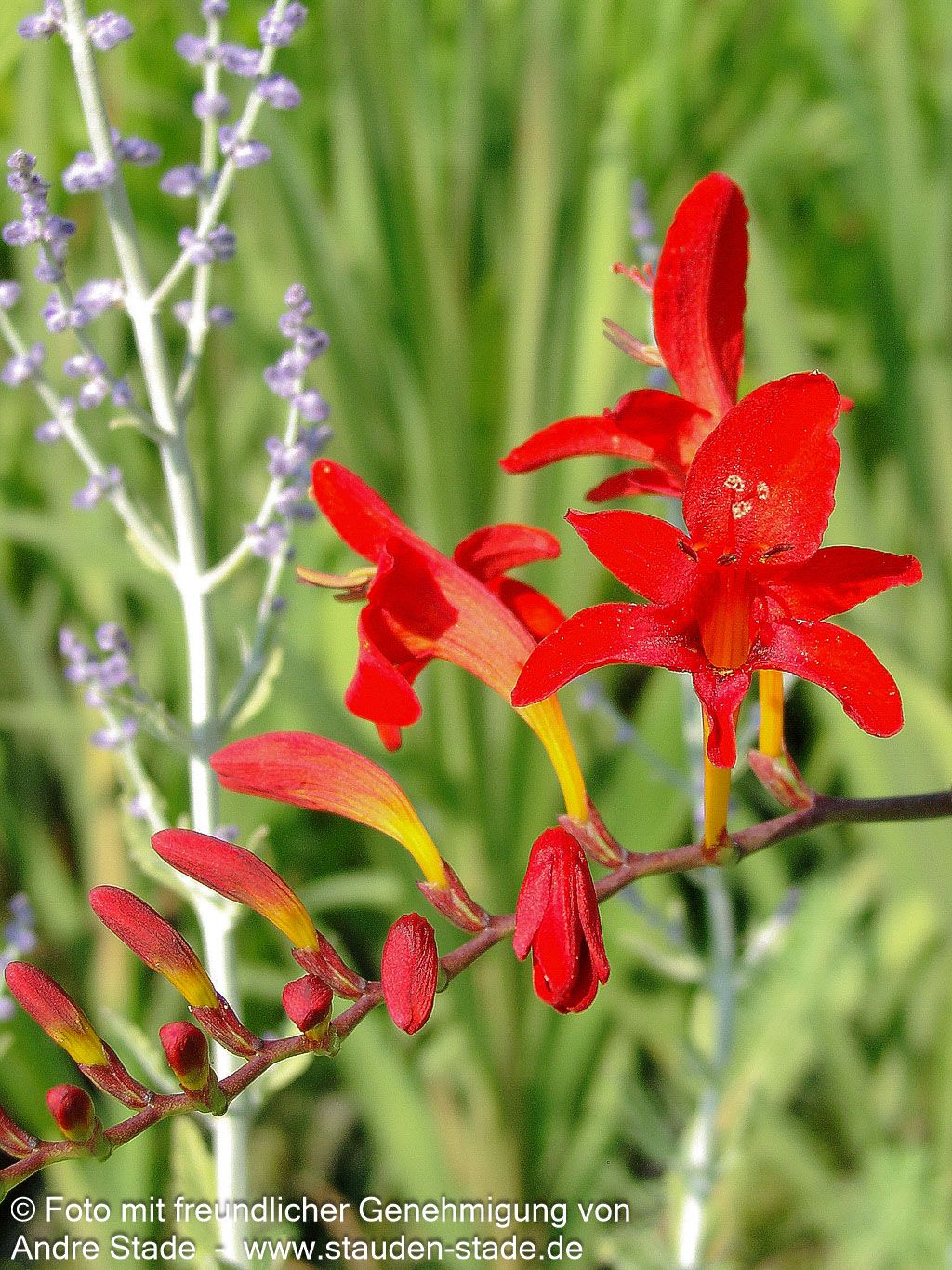 Montbretie 'Lucifer' (Crocosmia x crocosmiiflora)