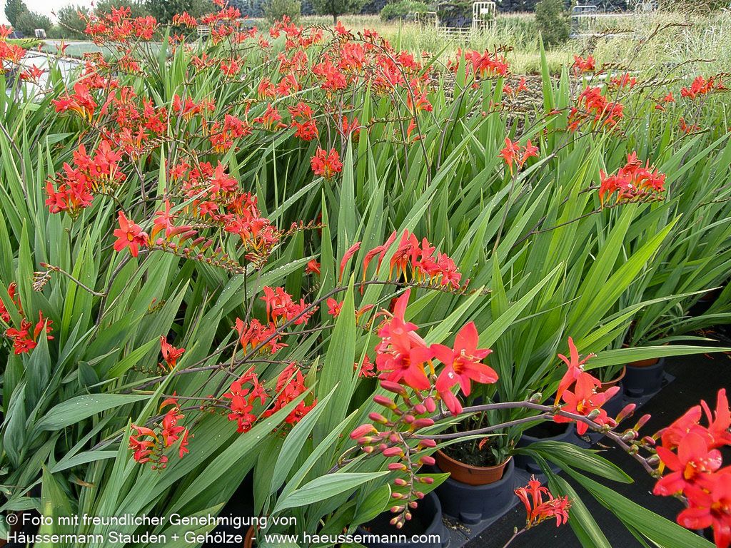 Montbretie 'Lucifer' (Crocosmia x crocosmiiflora)