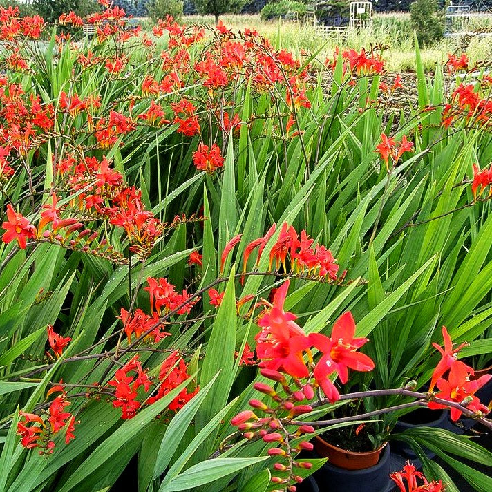 Montbretie 'Lucifer' (Crocosmia x crocosmiiflora)