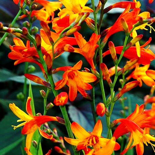 Montbretie 'Meteor' (Crocosmia x crocosmiiflora)