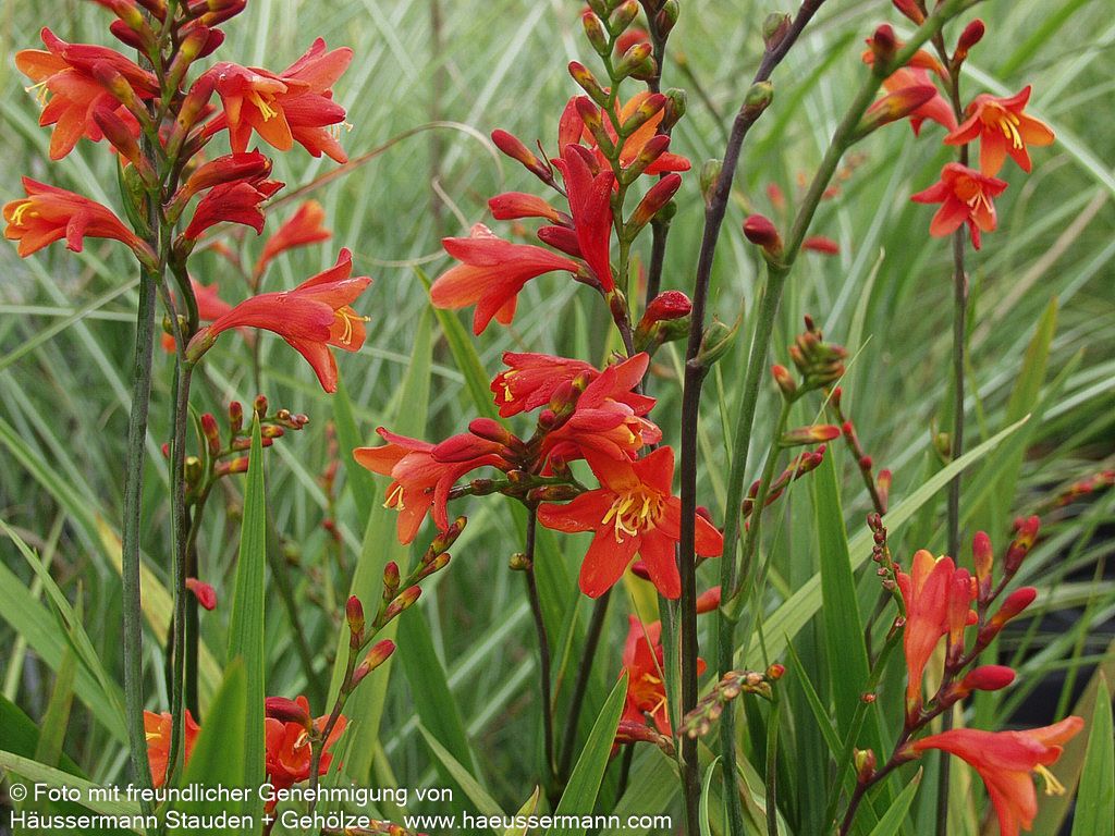 Montbretie 'Red King' (Crocosmia x crocosmiiflora)