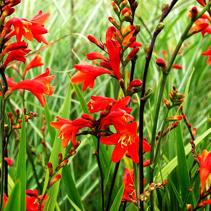 Montbretie 'Red King' (Crocosmia x crocosmiiflora)