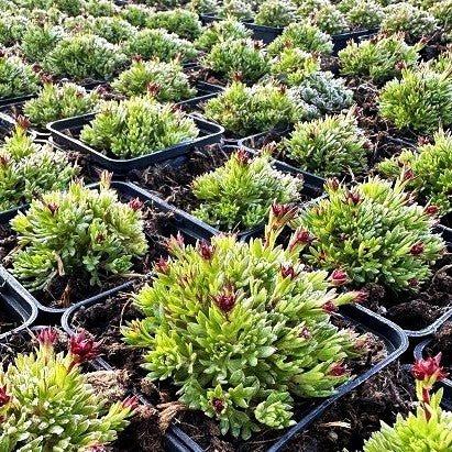 Moos-Steinbrech 'Blütenteppich' (Saxifraga x arendsii)