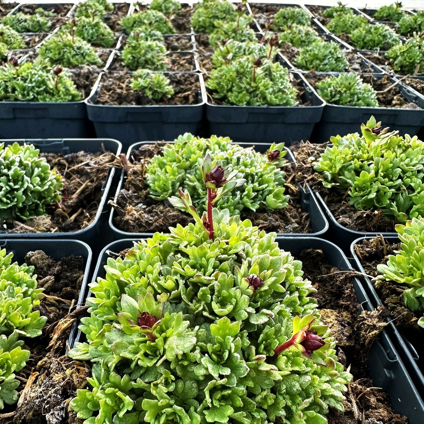 Moos-Steinbrech 'Carneval' (Saxifraga x arendsii)