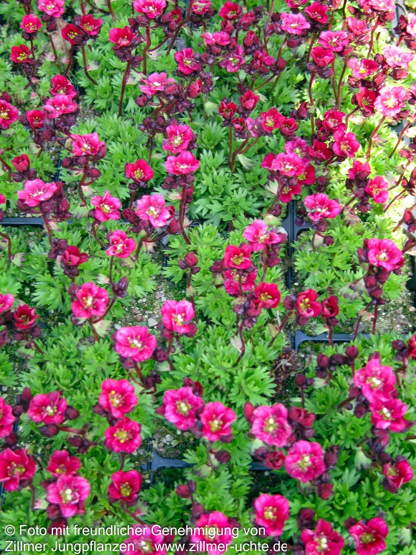 Moos-Steinbrech 'Harder Zwerg' (Saxifraga x arendsii)