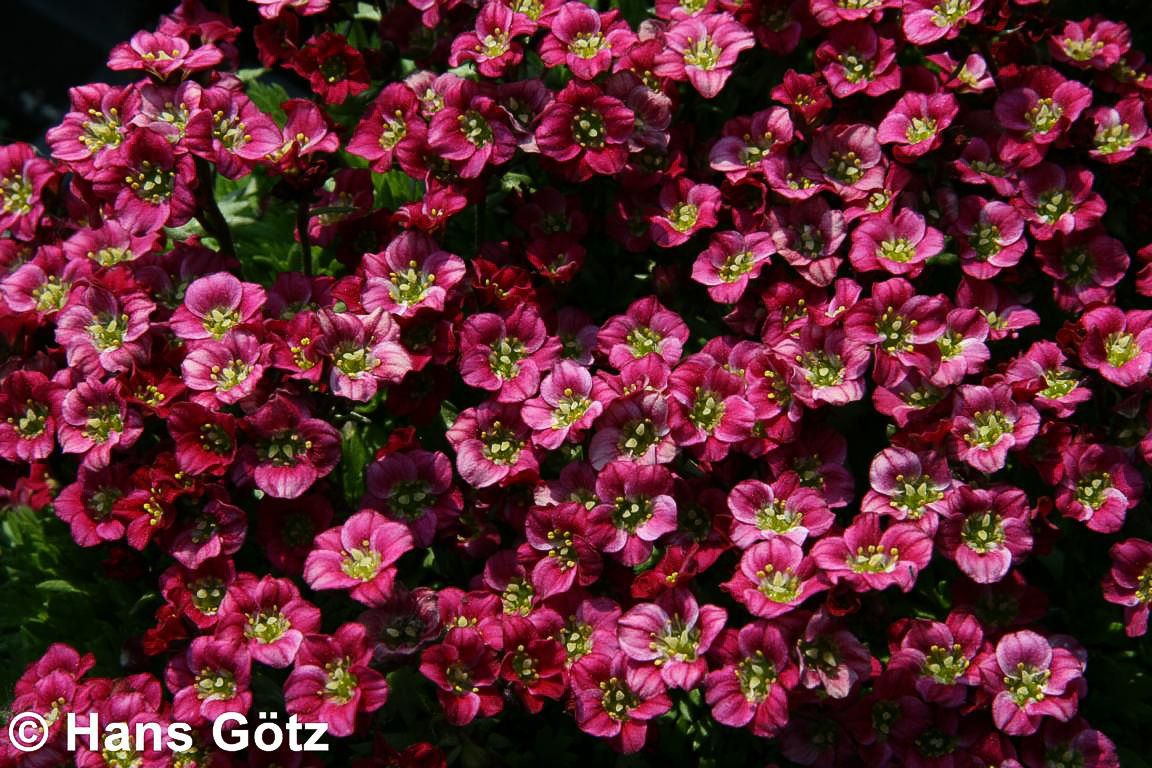 Moos-Steinbrech 'Harder Zwerg' (Saxifraga x arendsii)