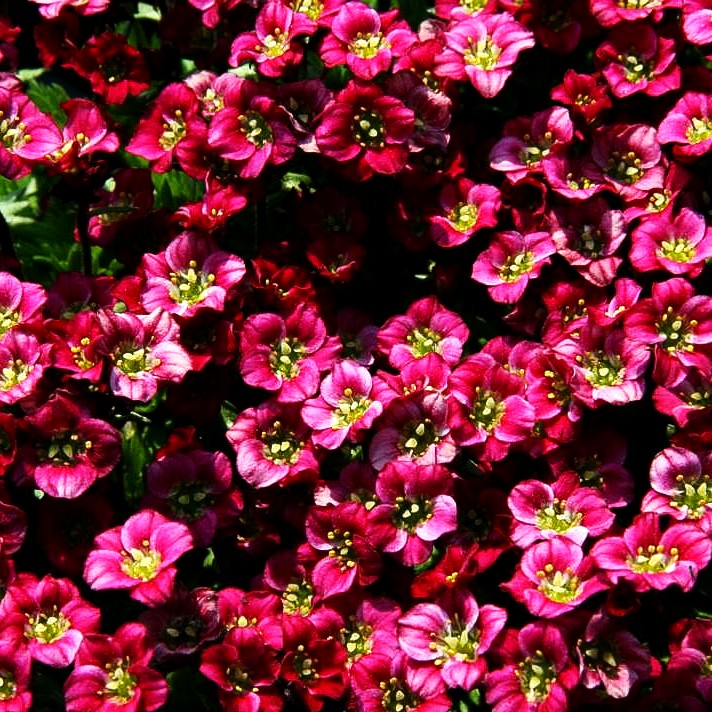Moos-Steinbrech 'Harder Zwerg' (Saxifraga x arendsii)