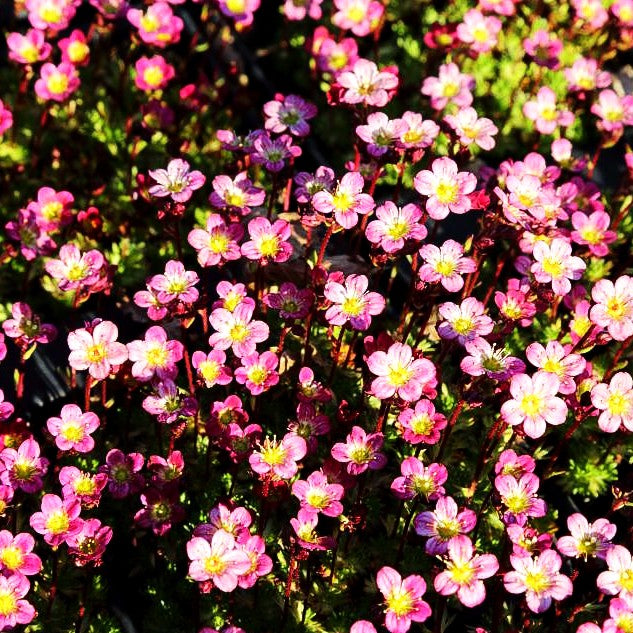 Moos-Steinbrech 'Peter Pan' (Saxifraga x arendsii)