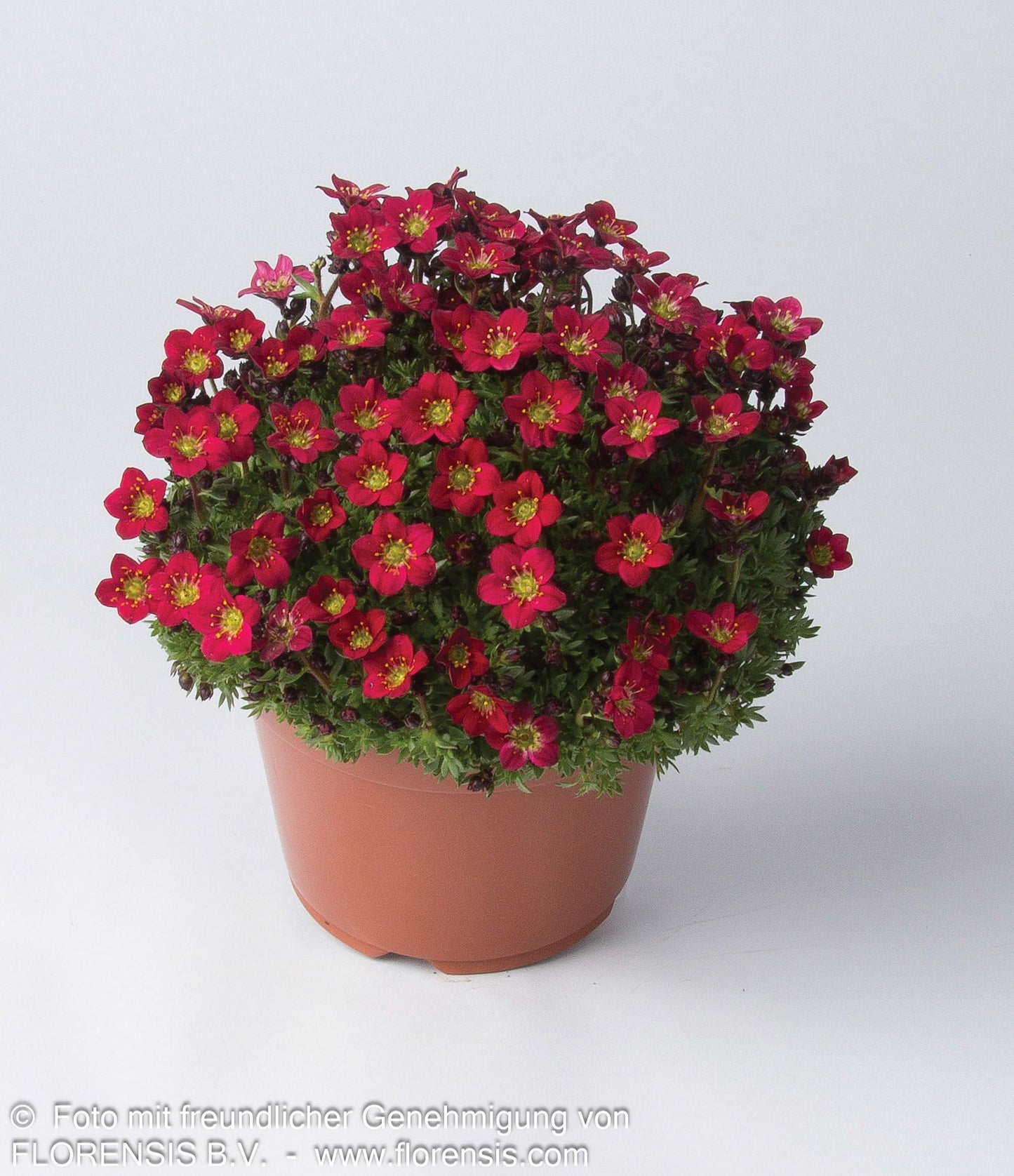 Moos-Steinbrech 'Pixie Pan Red' (Saxifraga x arendsii)