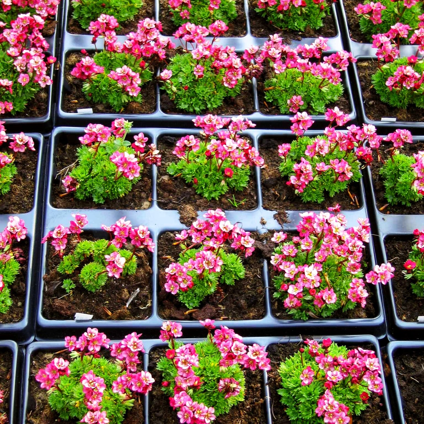 Moos-Steinbrech 'Rosenzwerg' (Saxifraga x arendsii)