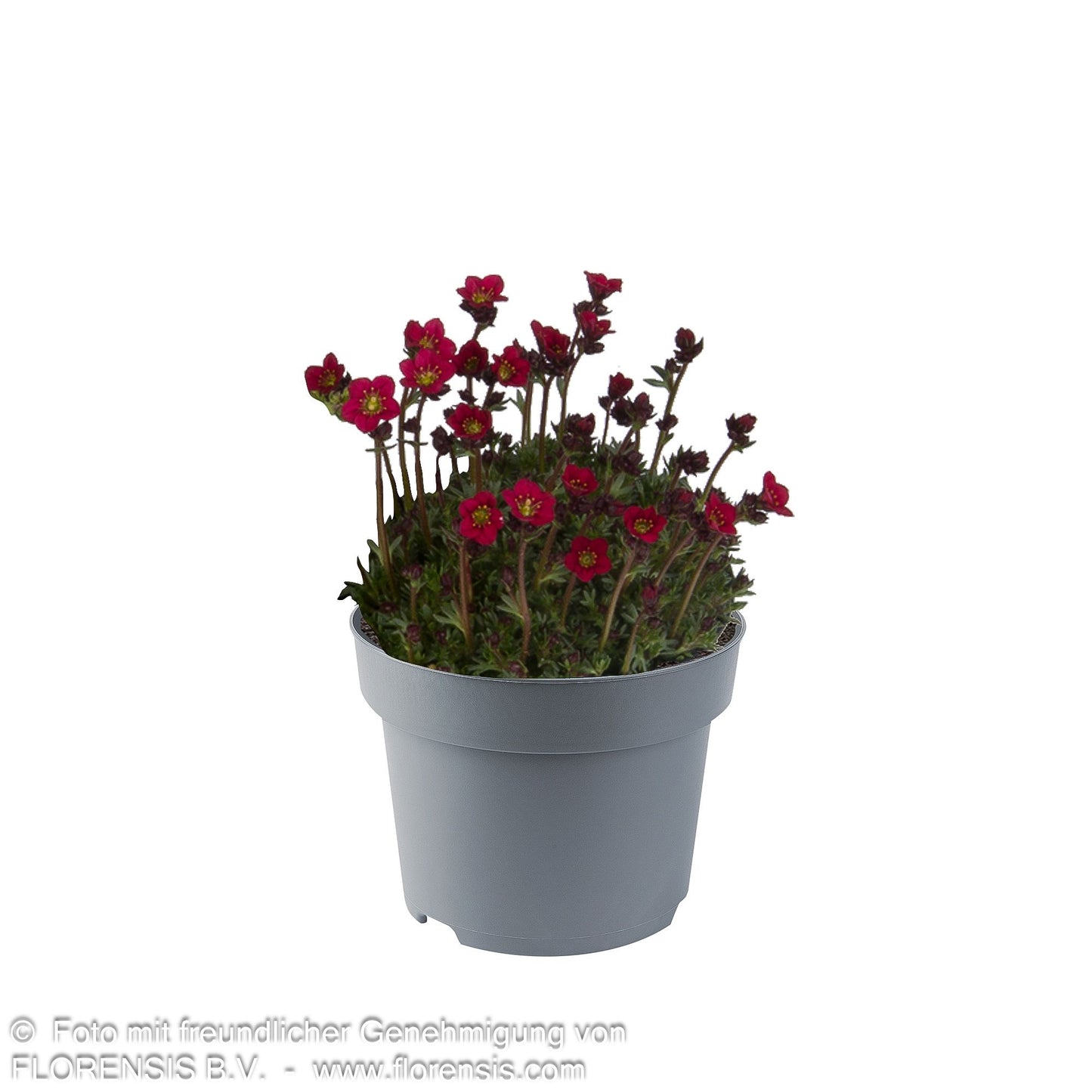 Moos-Steinbrech 'Saxony Red' (Saxifraga x arendsii)