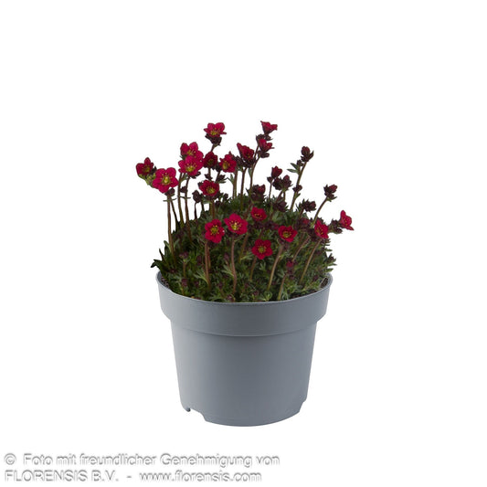 Moos-Steinbrech 'Saxony Red' (Saxifraga x arendsii)