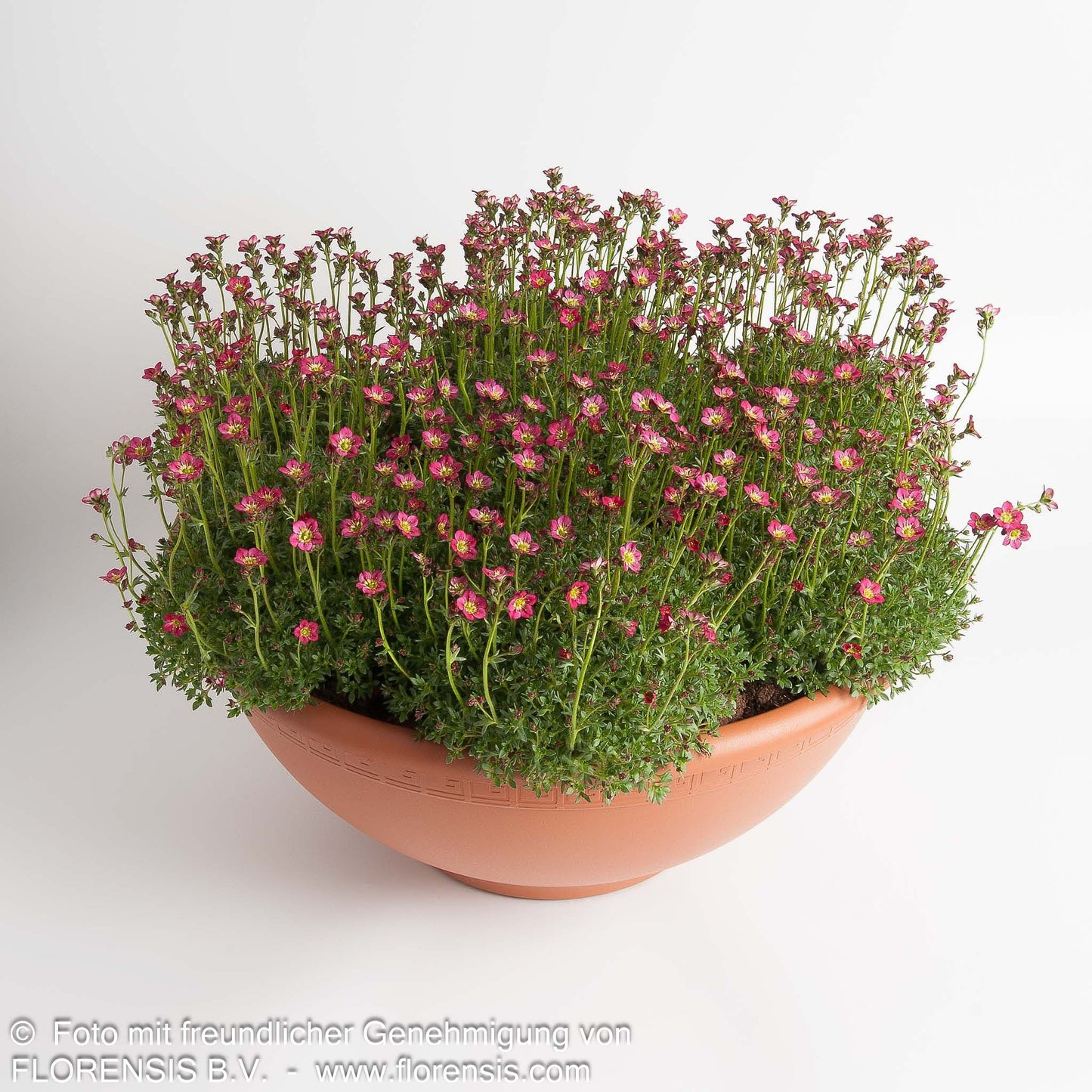Moos-Steinbrech 'Saxony Red' (Saxifraga x arendsii)