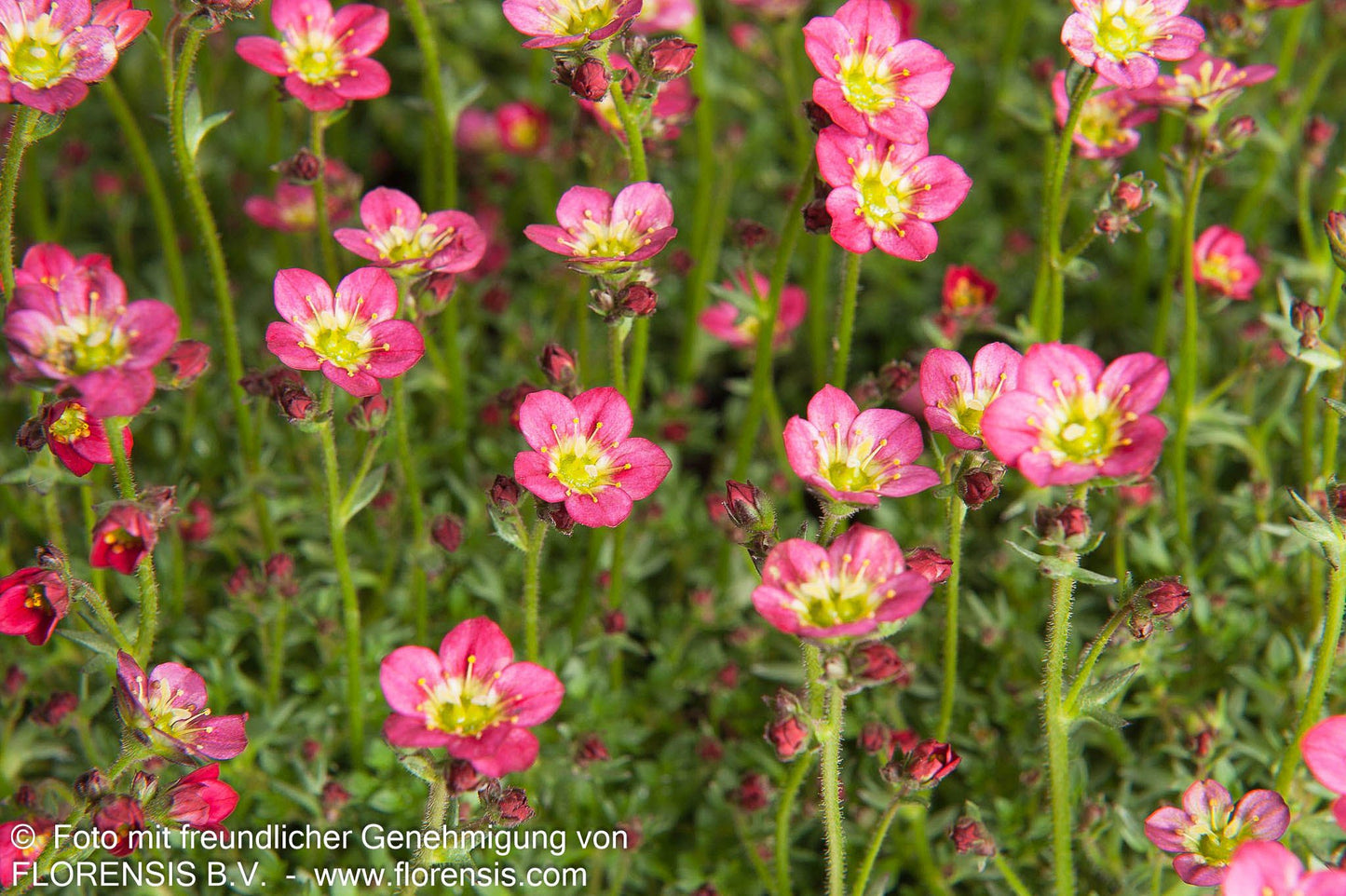 Moos-Steinbrech 'Saxony Red' (Saxifraga x arendsii)