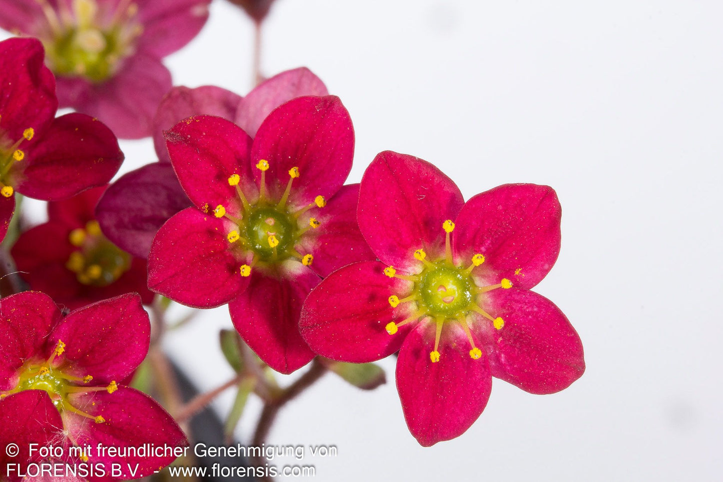Moos-Steinbrech 'Saxony Red' (Saxifraga x arendsii)