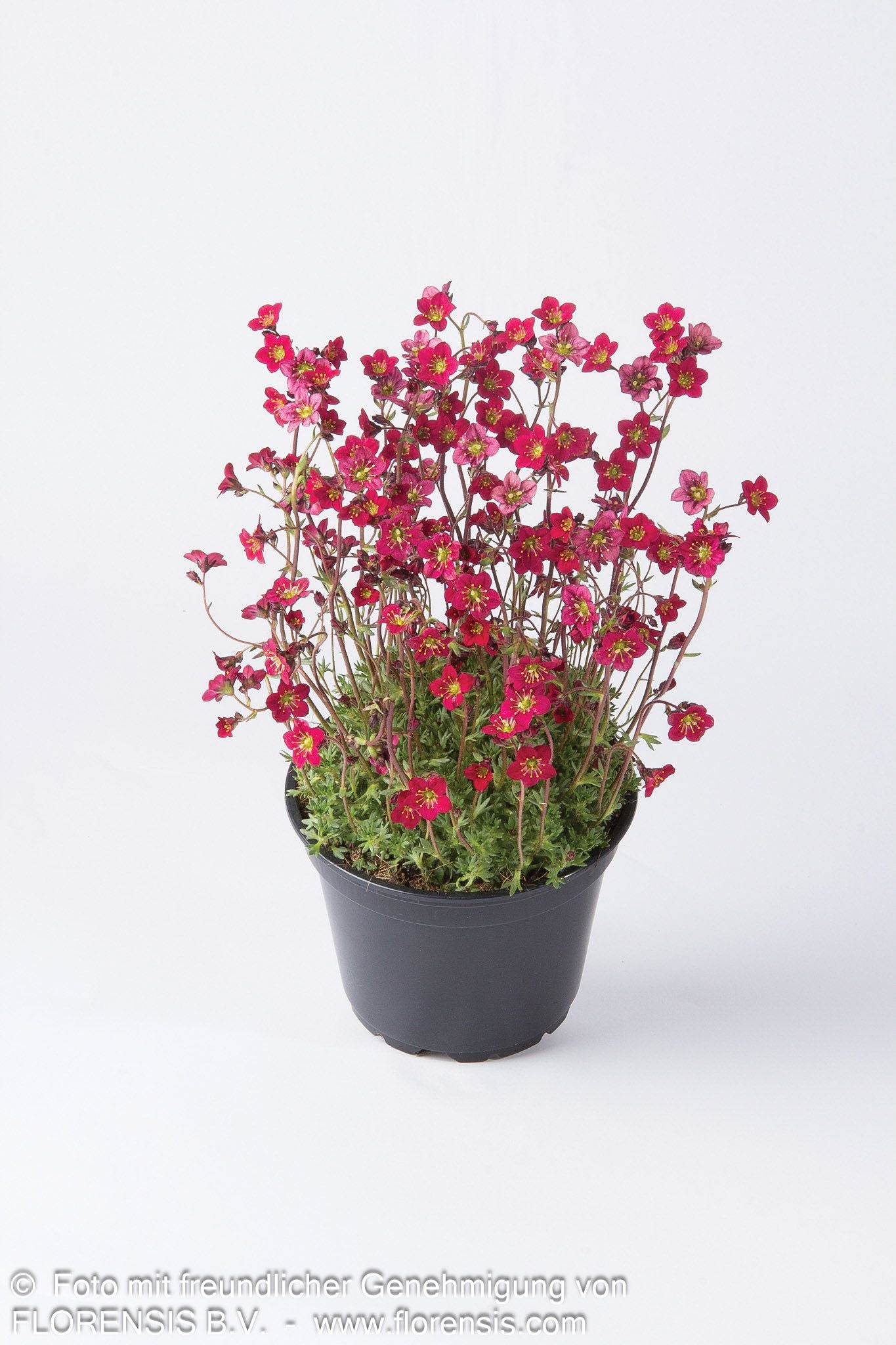 Moos-Steinbrech 'Saxony Red' (Saxifraga x arendsii)