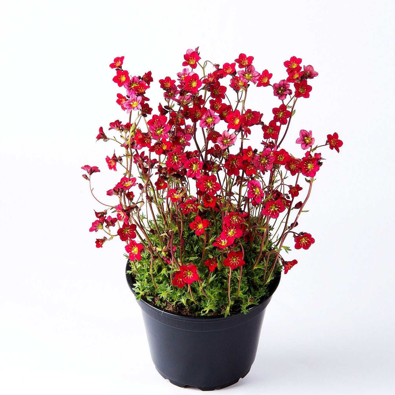 Moos-Steinbrech 'Saxony Red' (Saxifraga x arendsii)