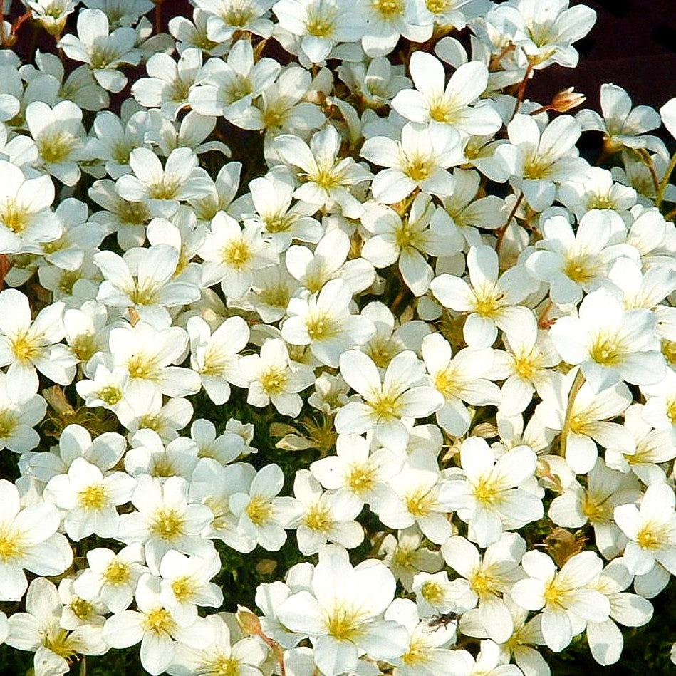 Moos-Steinbrech 'Schneezwerg' (Saxifraga x arendsii)