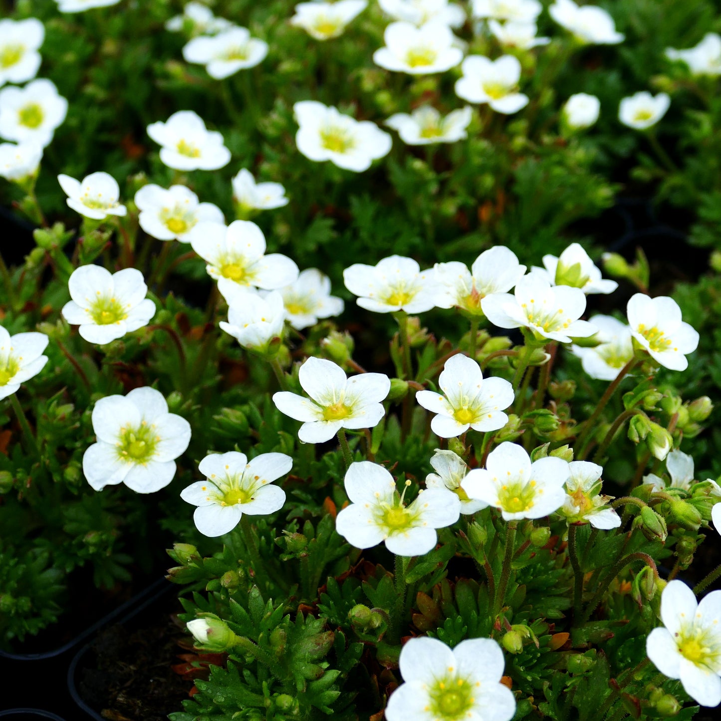 Moos-Steinbrech 'Touran White' (Saxifraga x arendsii)