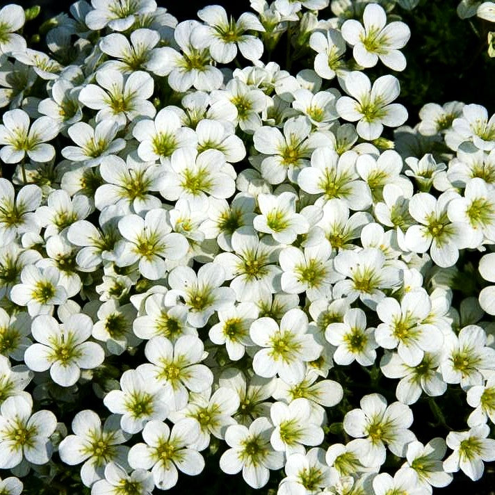 Moos-Steinbrech 'White Alice' (Saxifraga x arendsii)
