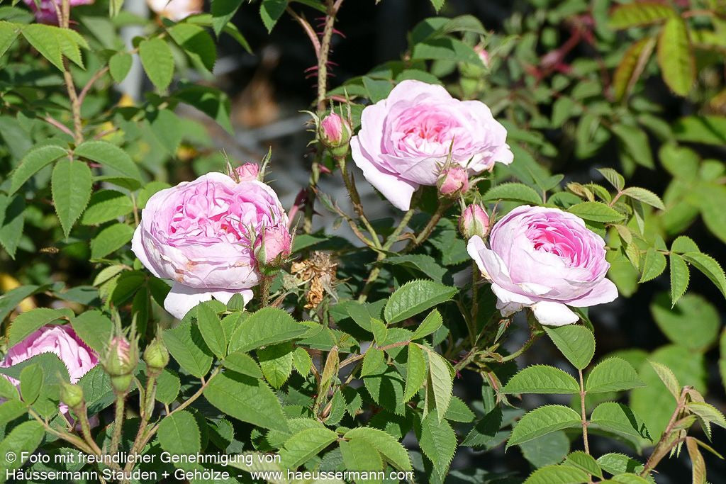 Moosrose centifolia muscosa (Rosa centifolia muscosa STR IV)