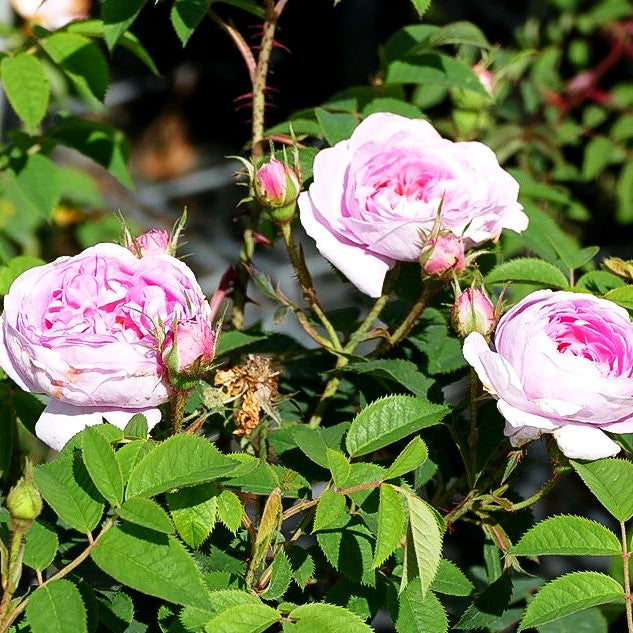 Moosrose centifolia muscosa (Rosa centifolia muscosa STR IV)