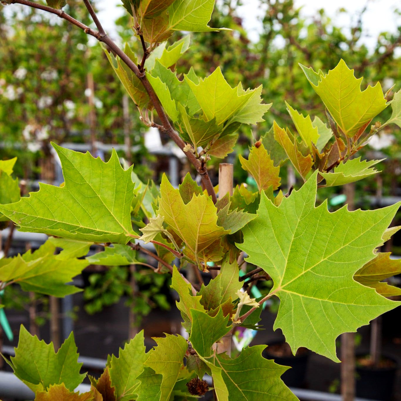 Morgenländische Platane 'Mirkovec' (Platanus orientalis)