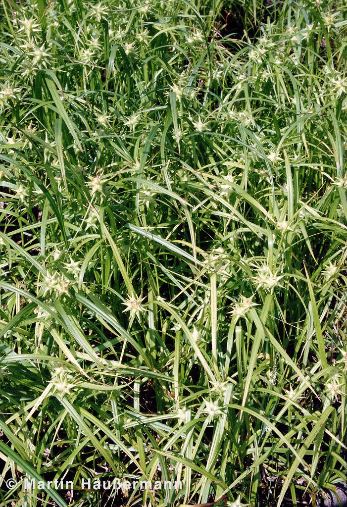 Morgenstern-Segge (Carex grayi)